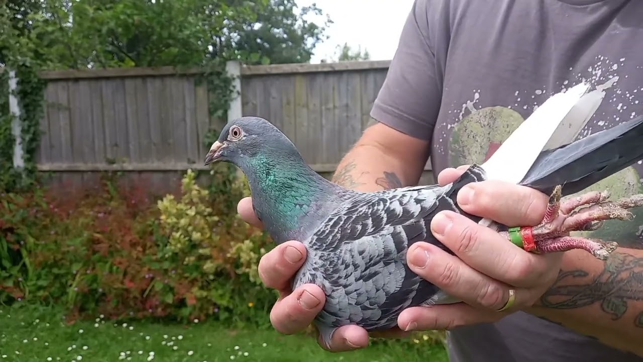 stock pigeons close ups