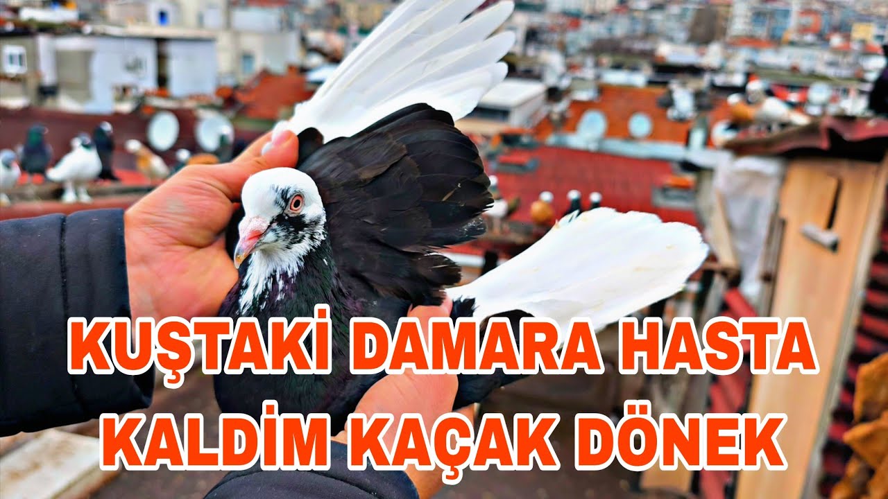 KUŞTAKİ DAMARA HASTA KALDİM KAÇAK DÖNEK 2 GÜN GEZEN YİĞİT HEDYE VERDİK