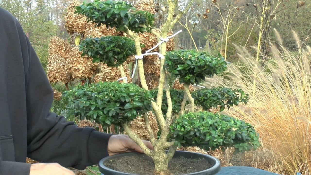 Buchsbaum Buxus Boxwood Formschnitt