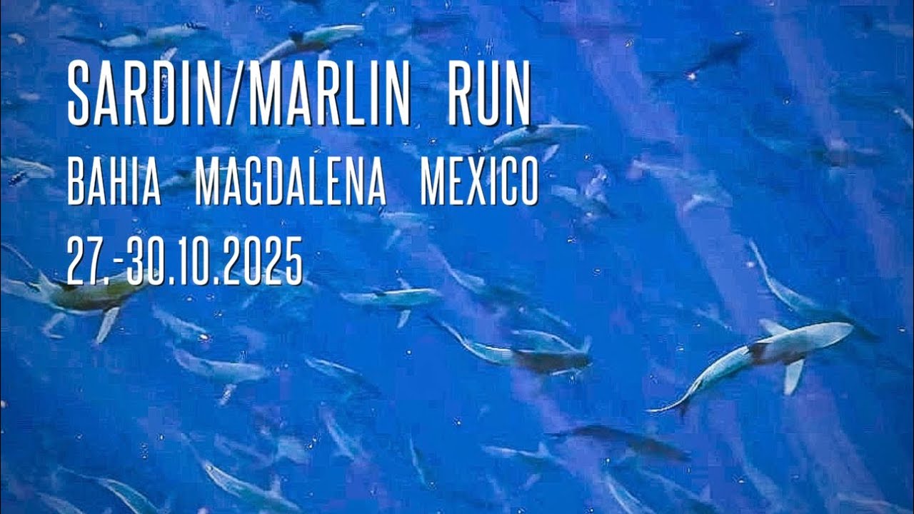 “Sardin/Marlin Run”  Bahia Magdalena Mexico, TSK Bern Gruppenreise  27.-30.10.2025