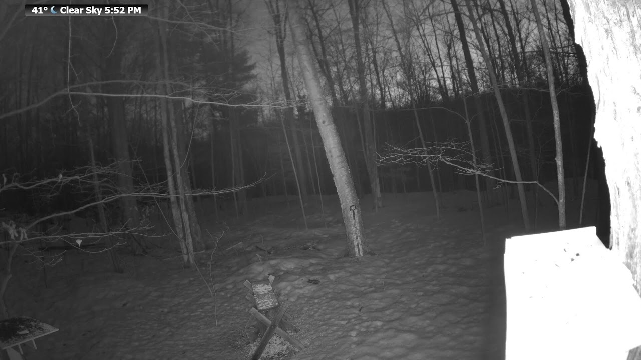 🐦 LIVE Wildlife Feeder | Birds, Squirrels & Forest Animals | Real Northern Wisconsin Nature