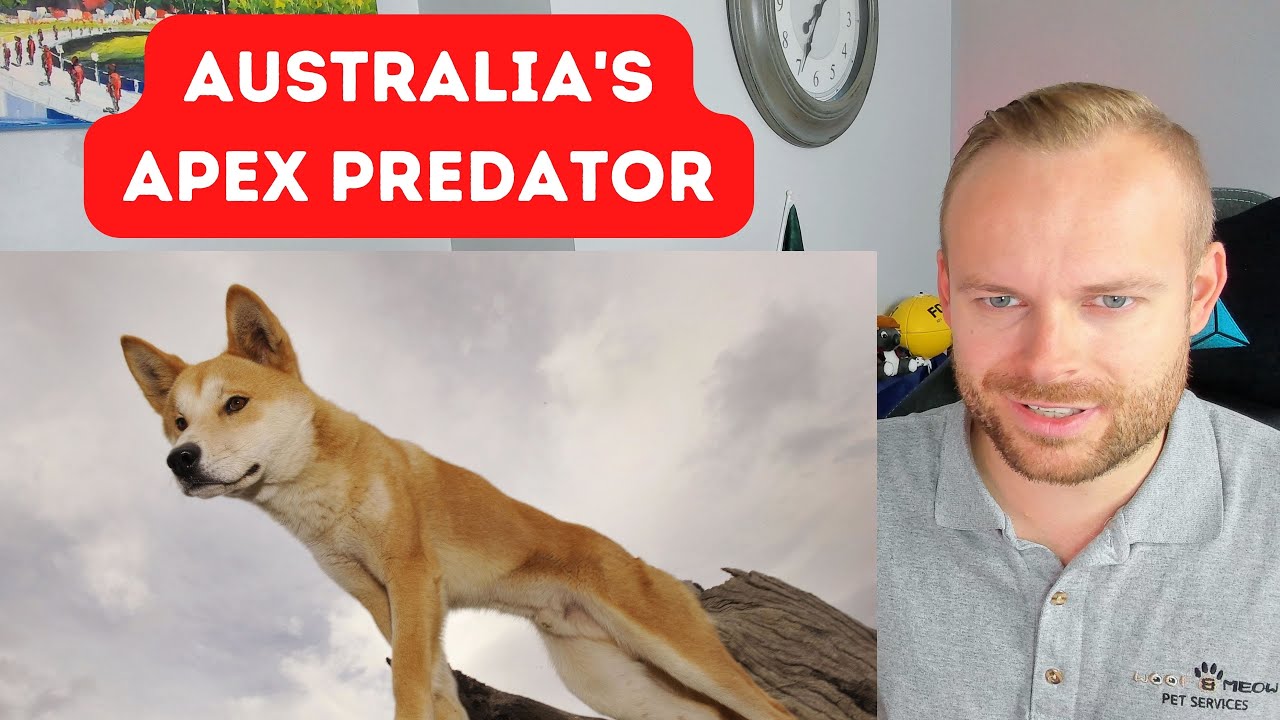 Rob Reacts to... Dingo: The King of Australia