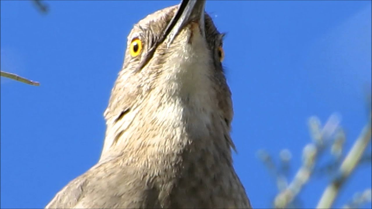 curve billed thrasher singing