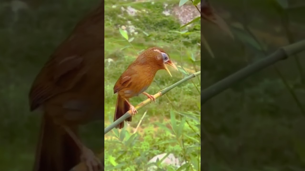 kicauan poksay mandarin #youtubeshorts #poksaymandarin