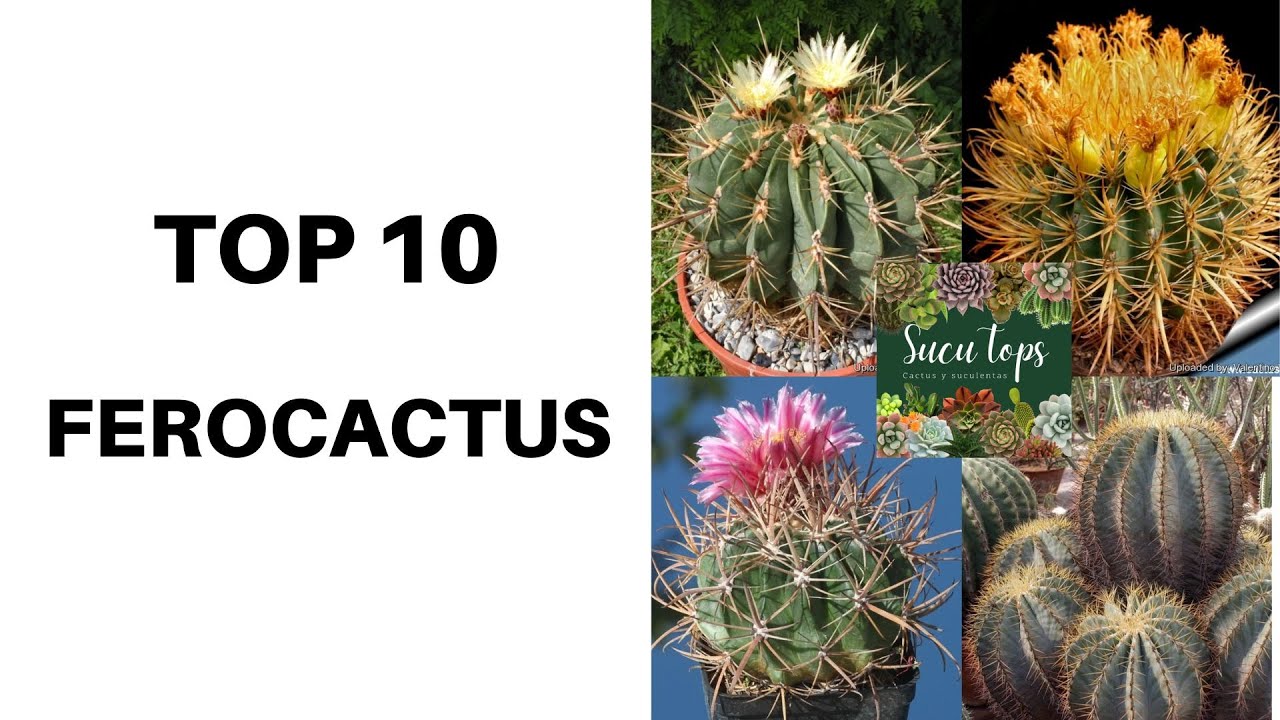 TOP 10 FEROCACTUS