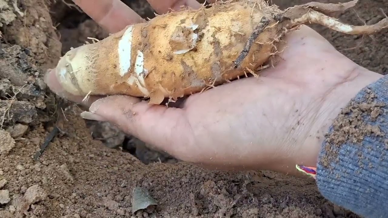 ขุดมันแซงหัว งาม‼️🥔🥔🥔