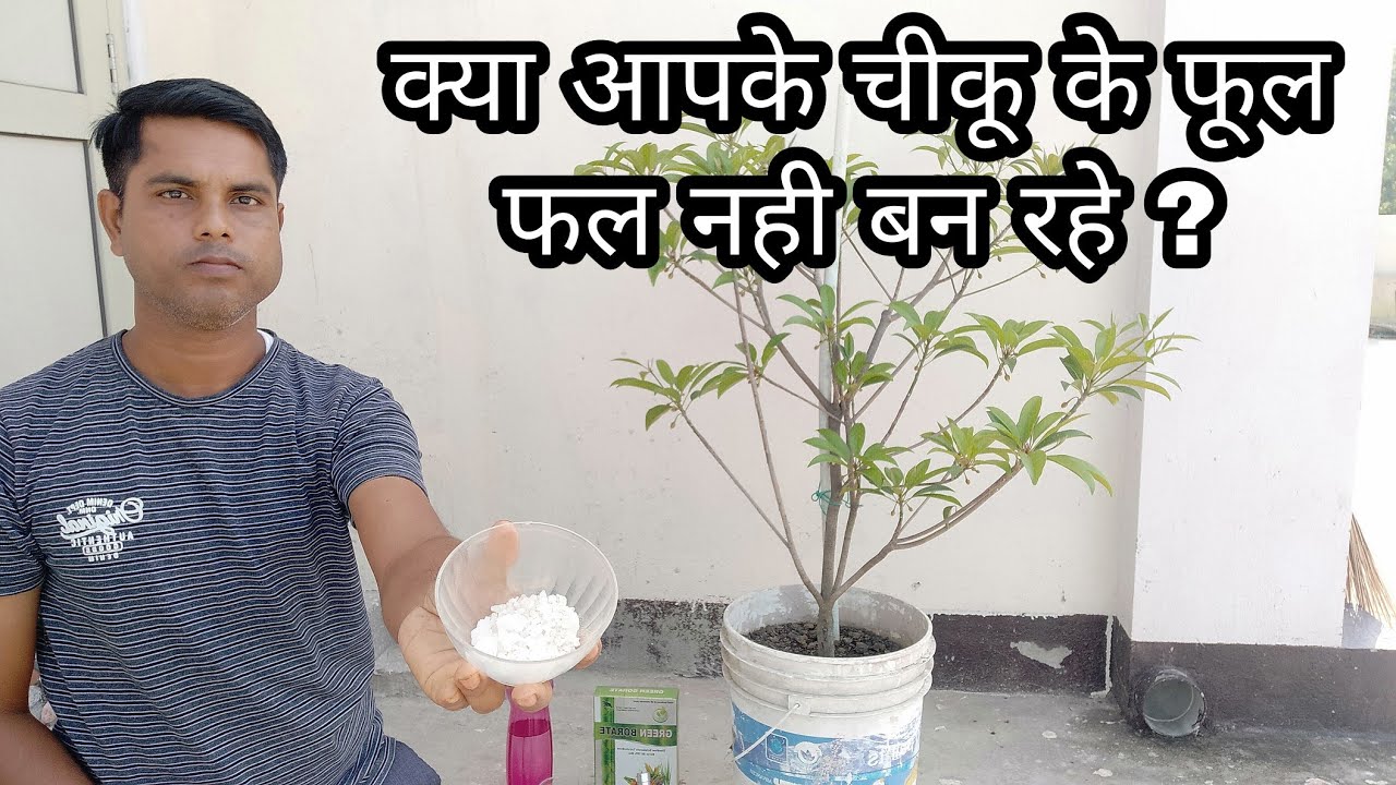 Chiku , how to convert flowers into fruits