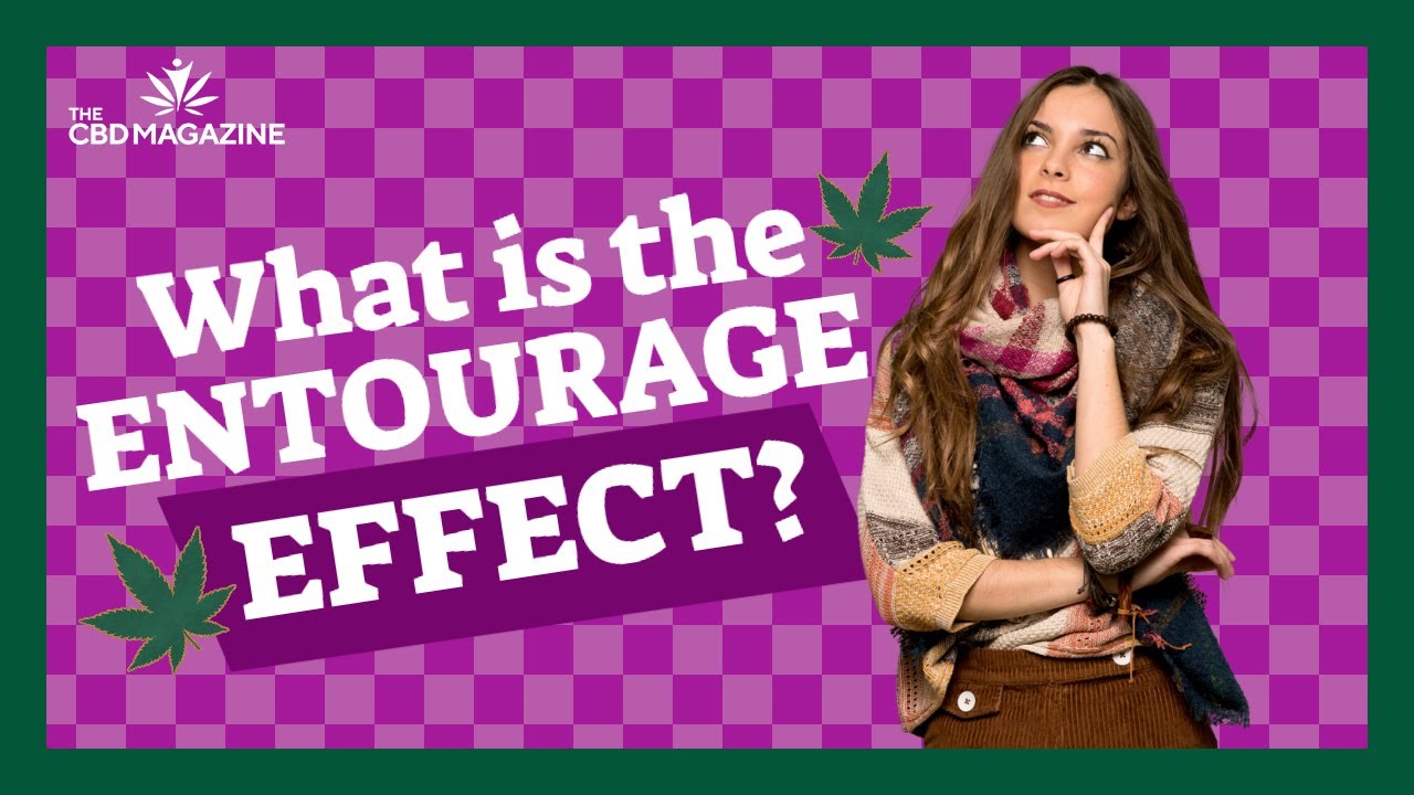 What is the CBD entourage effect? A closer look at cannabidiol science