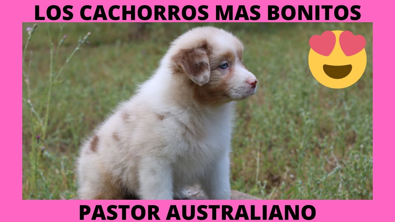 💥15 CACHORROS de PASTOR AUSTRALIANO - Criador Tres Llunes💥