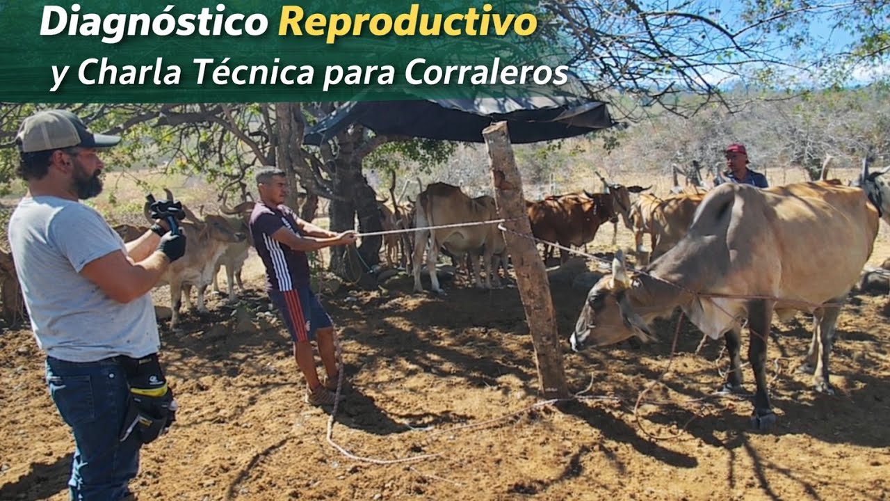 Diagnóstico Reproductivo y Charla Técnica para Corraleros. 