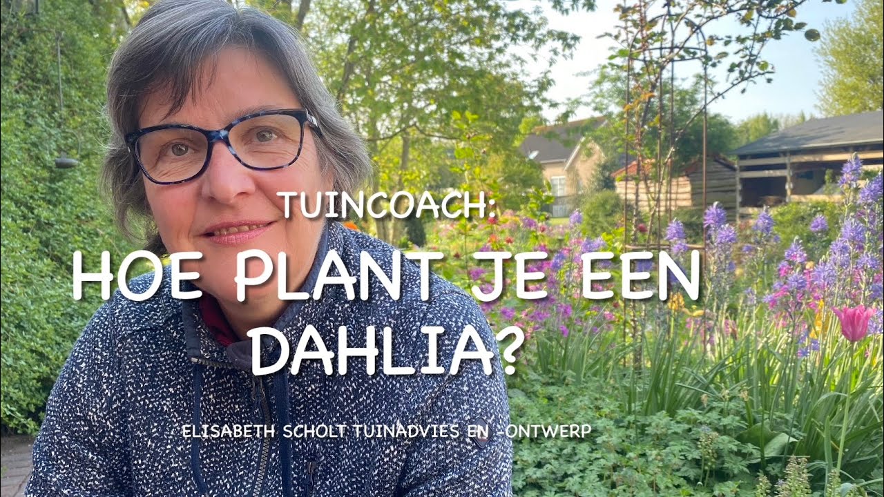 ZO PLANT JE EEN DAHLIA