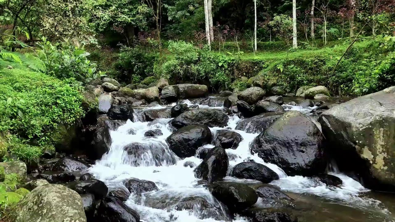 Let the river soften your mind and ease stress in a calm woodland forest to help you sleep