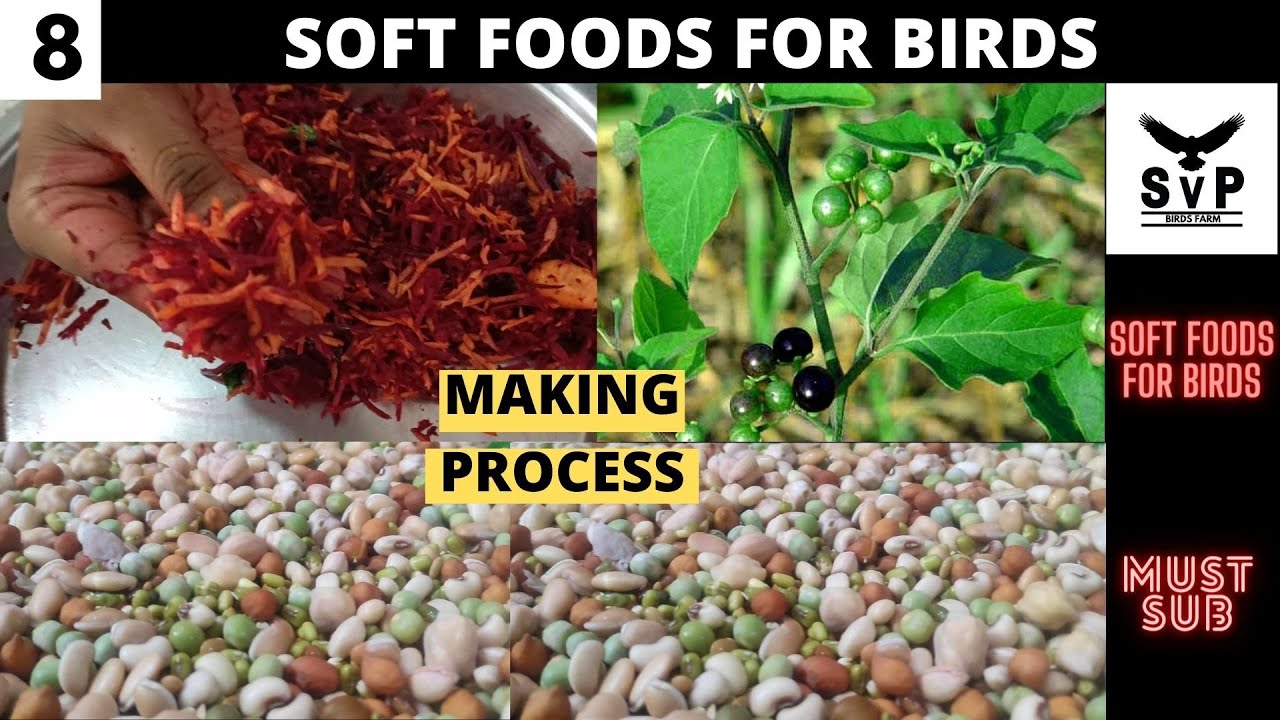 Soft foods for birds & their uses in tamil | sprouts list for exotic birds | Spinach | must watch