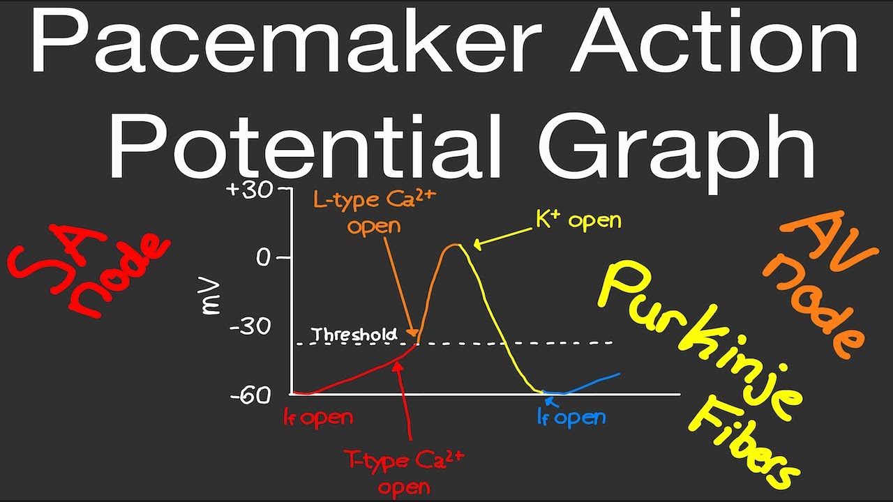 Physiology: Pacemaker Action Potential Graph (Funny Channels) (T-type & L-type Calcium channels)
