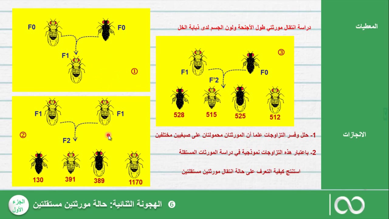 الهجونة الثنائية | مورثتين مستقلتين | الجزء الأول