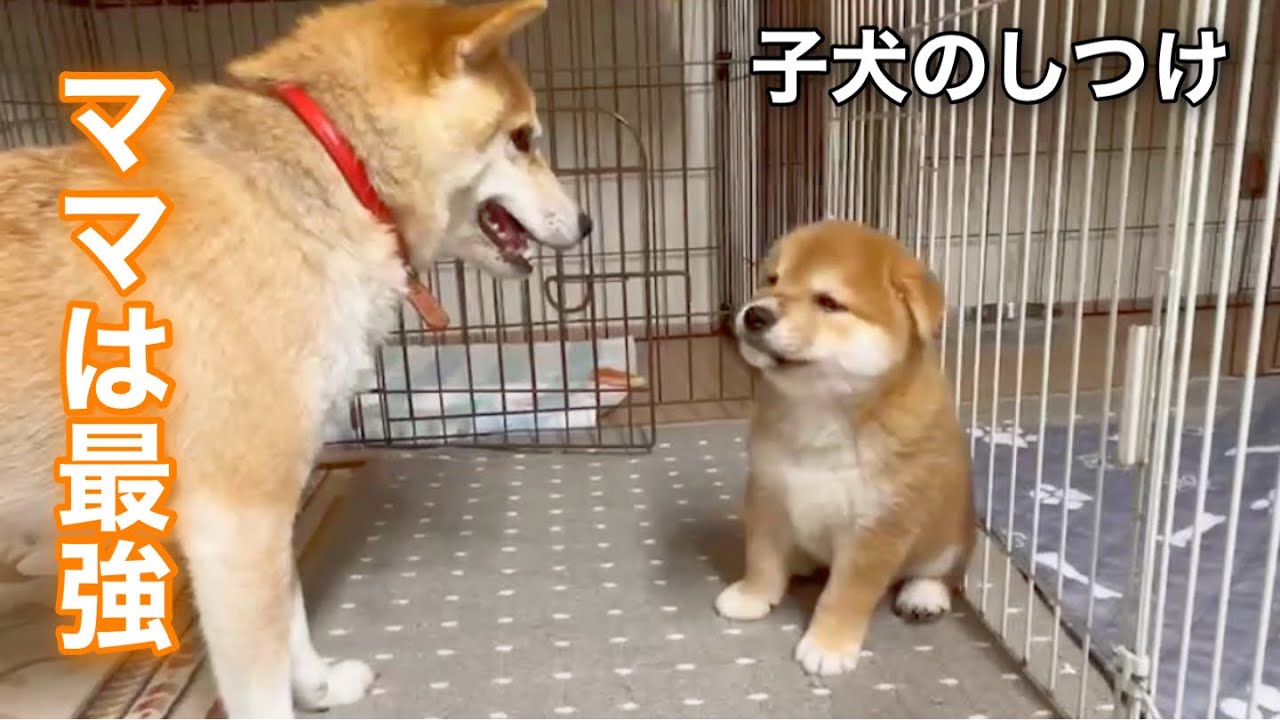 ベテラン母柴犬に戦いを挑み片手で倒される子犬が可愛いw