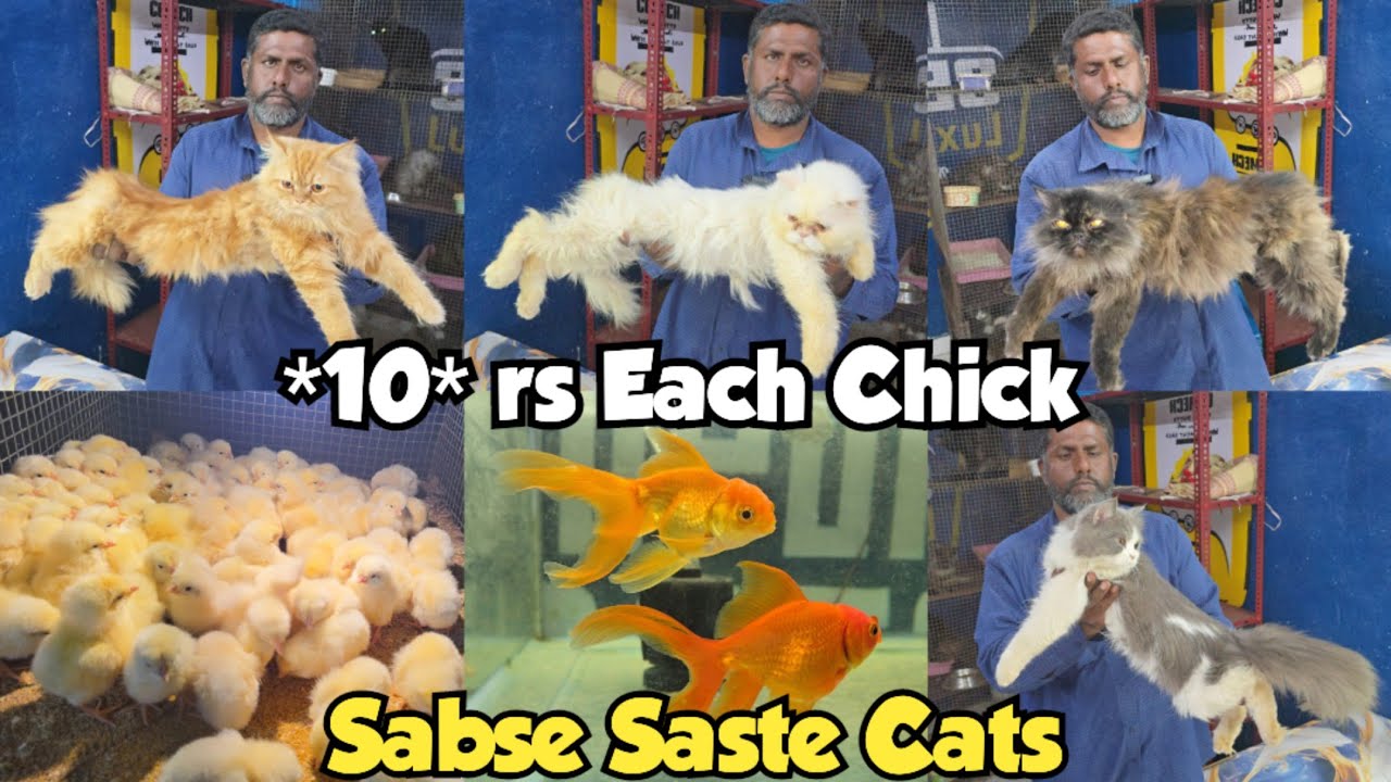 Saste Persian Cats & Kitten | Fishes | Chicken Chick's | A to Z Pets Hub | Shaheen Nagar | Hyderabad