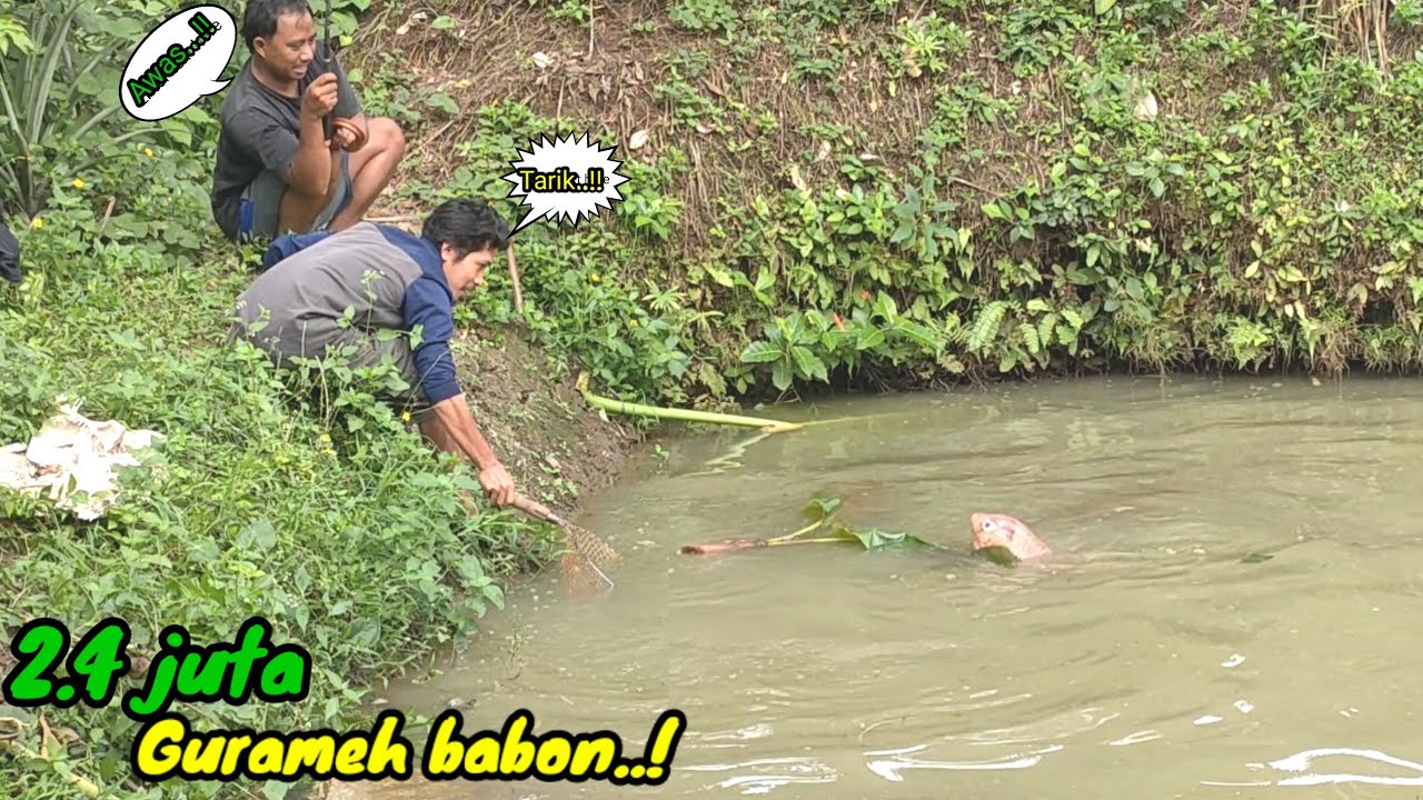 Tak terduga mancing borongan gurame isinya mantap mantap..!?