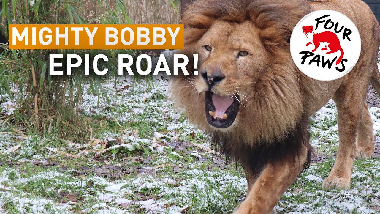 Bobby's roar at our FELIDA Big Cat Sanctuary | FOUR PAWS | www.four-paws.org