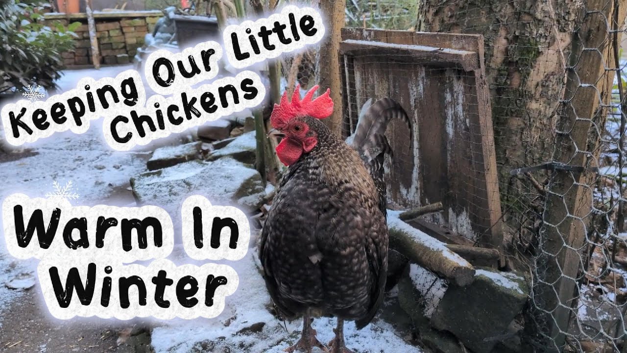 Serama Winter Care: Keeping Our Little Chickens Warm in English Winters #serama #winter #chicken