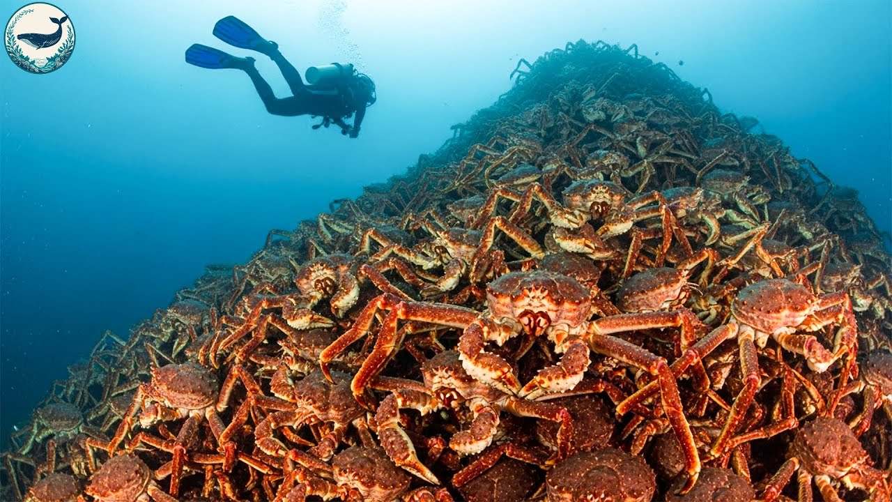 Unbelievable! 40 Million Giant King Crabs Are Taking Over Europe’s Arctic Waters