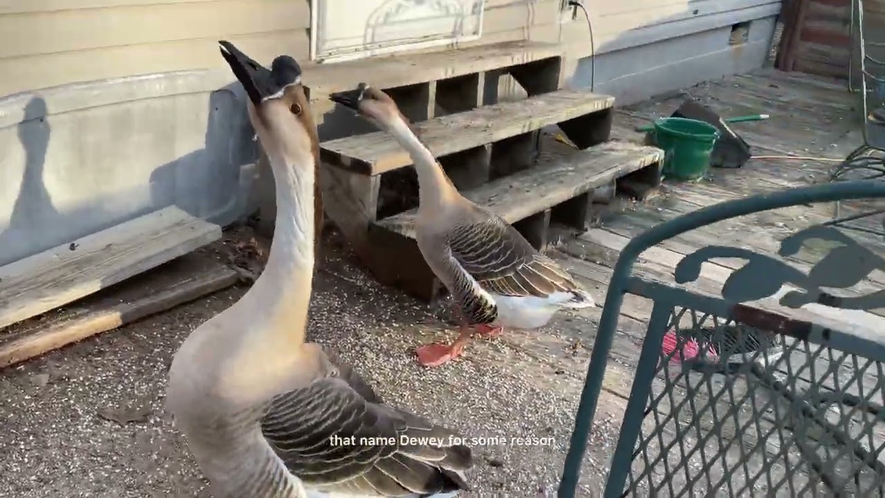 My geese are ready