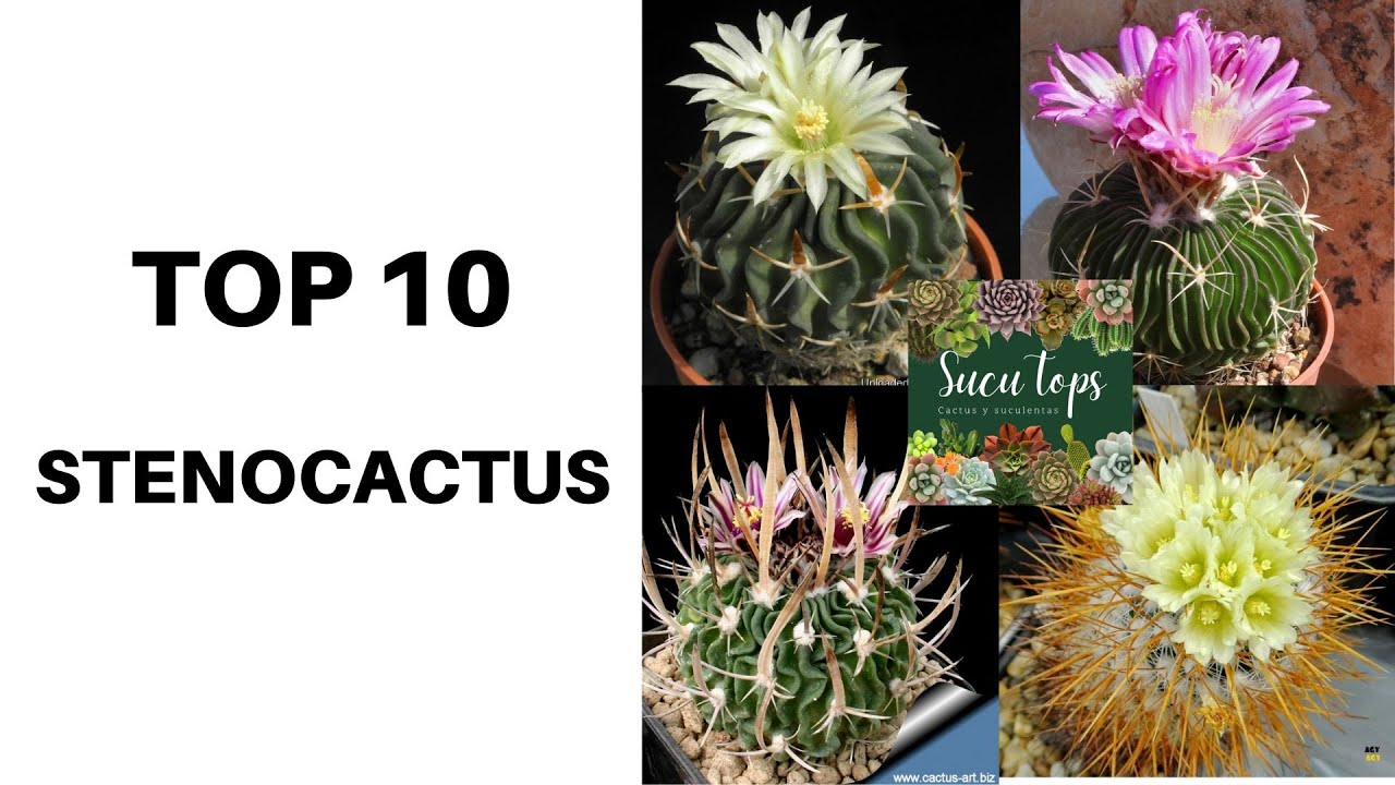 TOP 10 STENOCACTUS