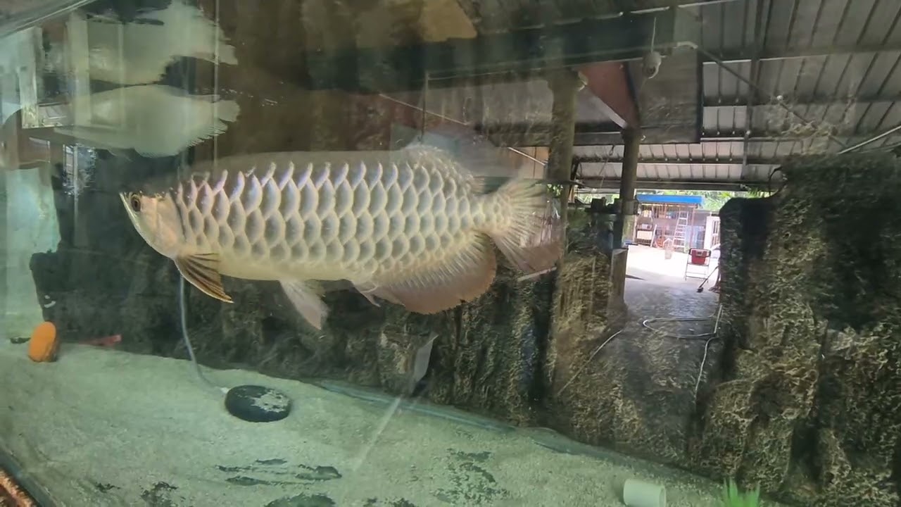 Asian arowanas and Albino Silver arowanas...