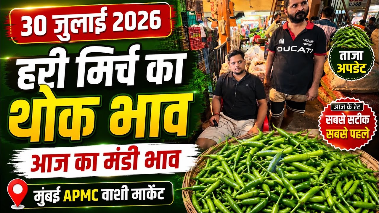 ￼ 30 July green chilli today, wholesale price in Mumbai APMC market 