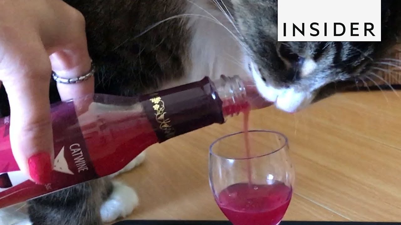 Wine For Cats And Dogs