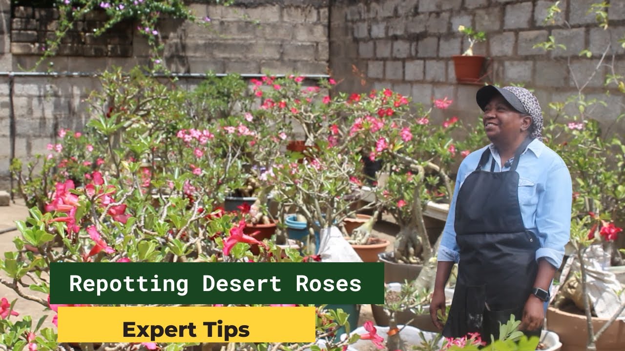 Secrets to Growing a Massive Caudex: Desert Rose - Pruning Tips | Exotic Gardens Lusaka
