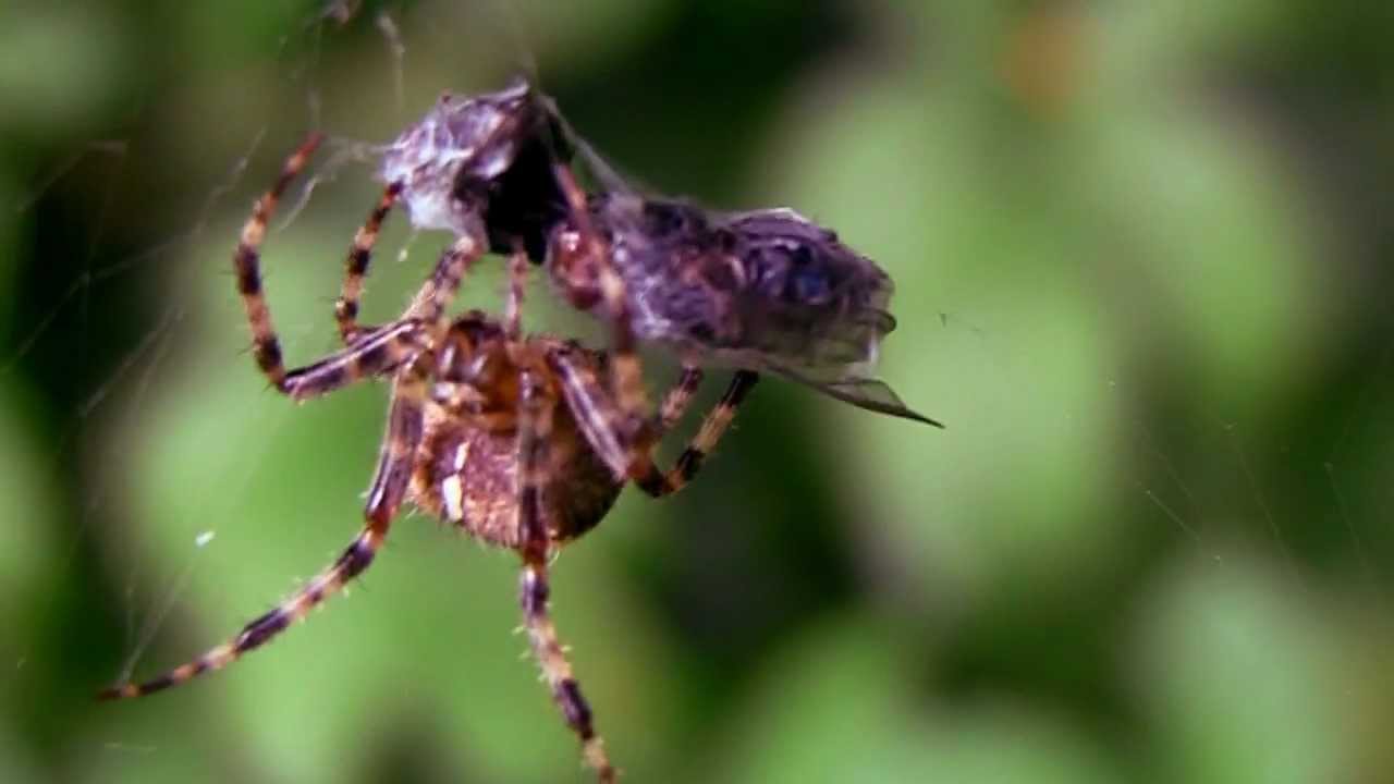 Spider eats two flies.