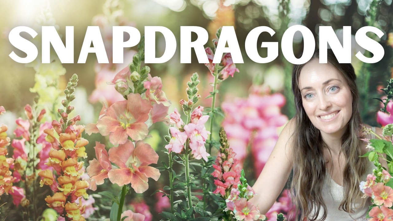 Flower Focus: Snapdragons