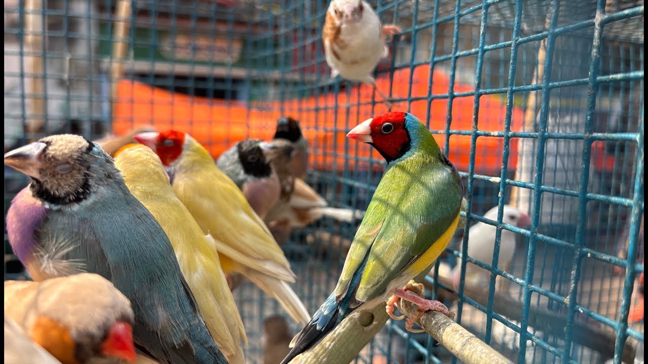 Galiff Street Pet Market Live Video 2026 Kolkata Latest Update | Exotic Birds Price Update