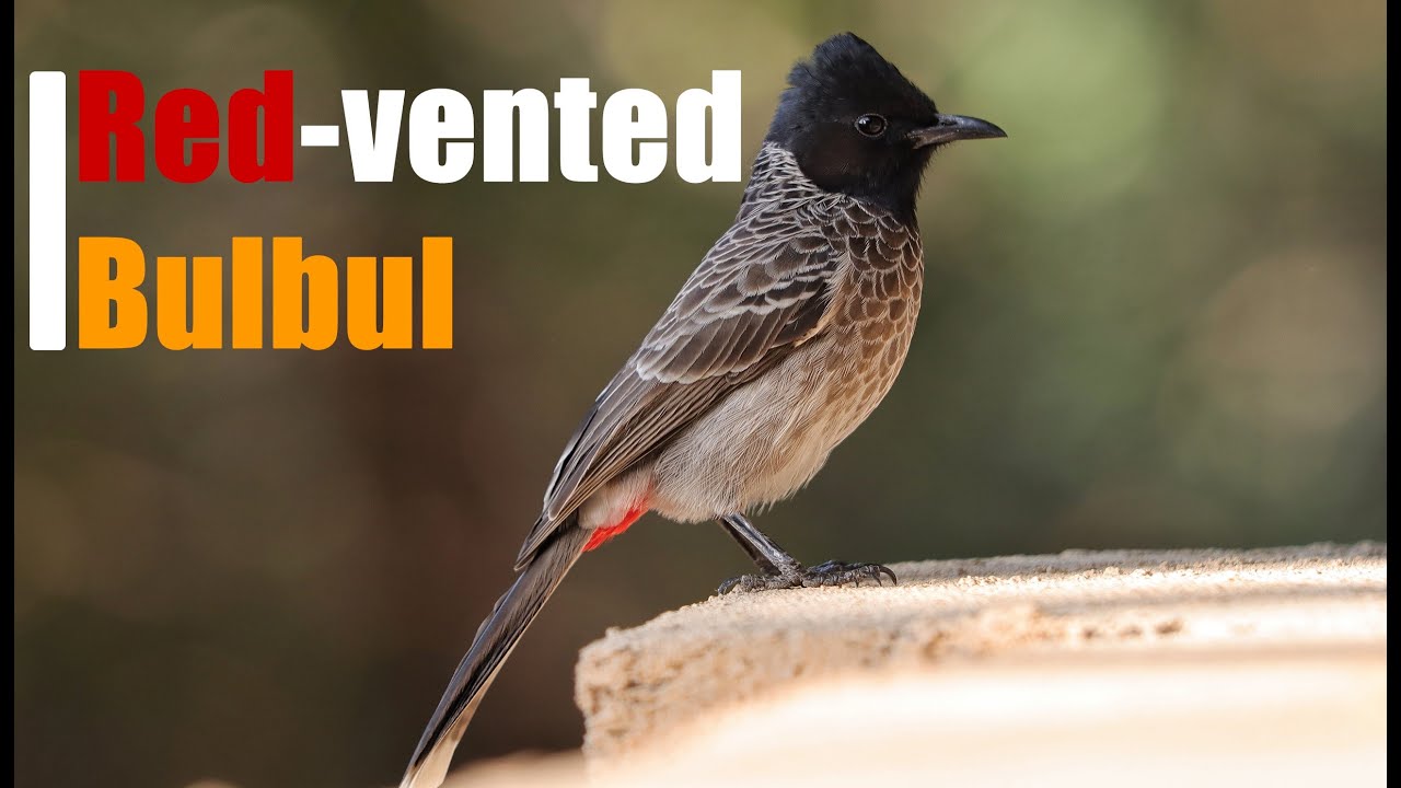 Red whiskered bulbul singing different songs |Nature Explorer|