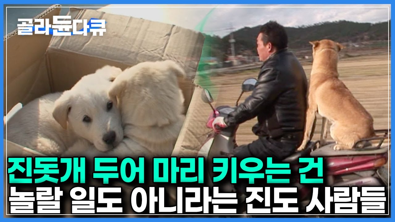 우리집은 진돗개만 15마리 키워요｜진짜 진돗개의 고장 ‘진도’에 갔더니 펼쳐진 놀라운 풍경｜한국기행｜#골라듄다큐
