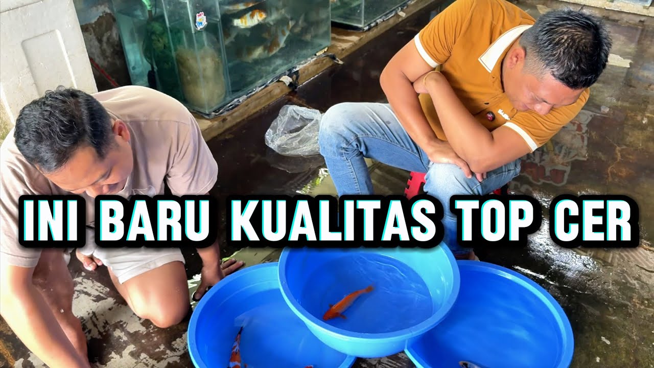 Ini baru Koi kualitas top cer👍selalu ada kejutan review di tempat ini