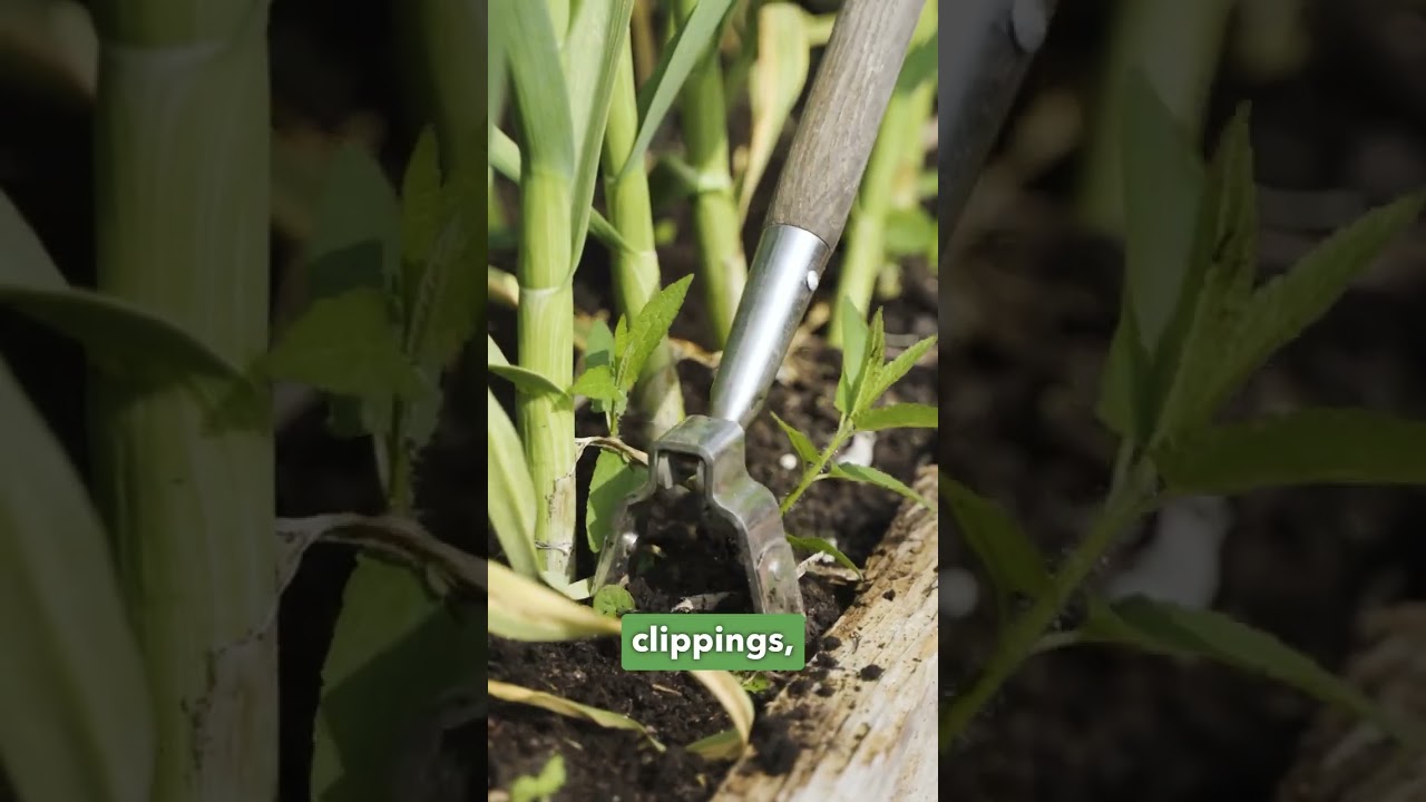 Garlic is so tall that almost no weeds can grow #weed #hoe