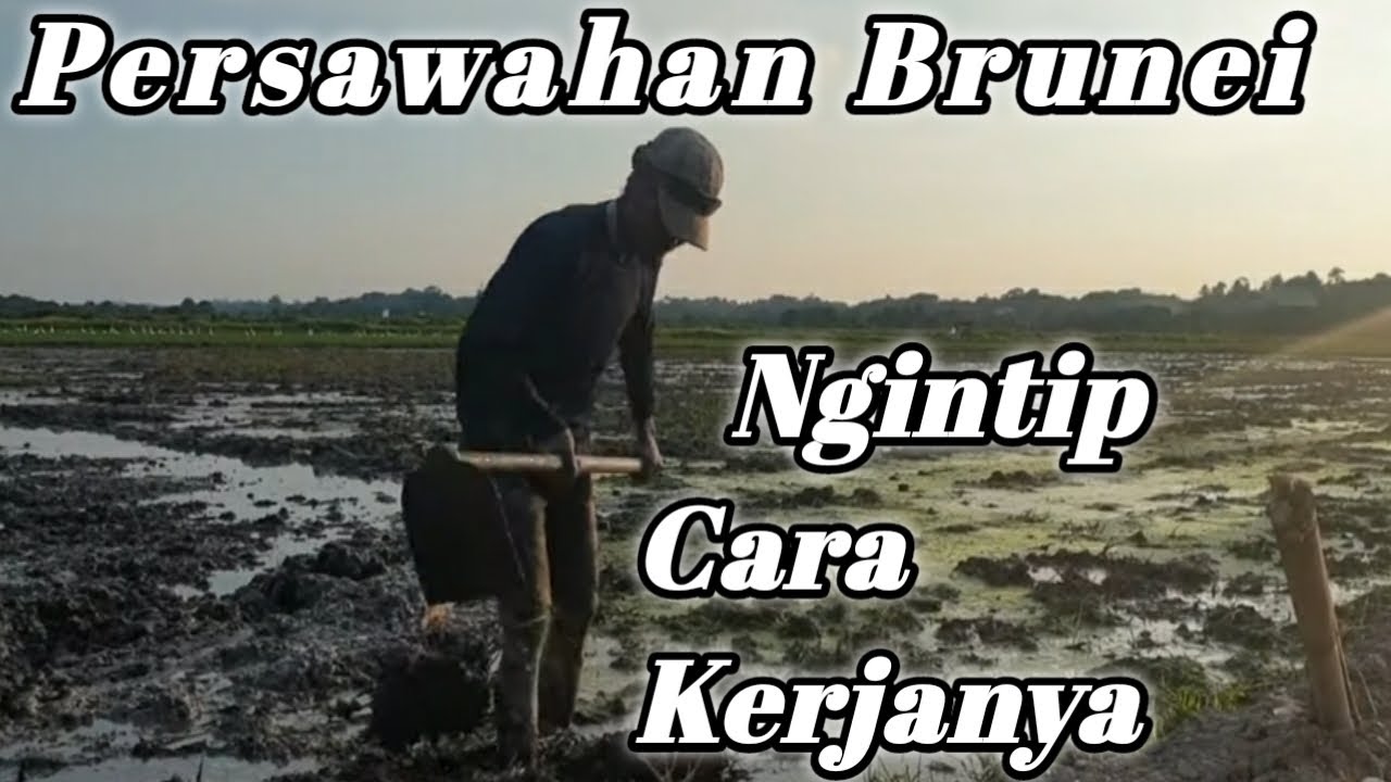 Melihat hamparan luas sawah di Brunei||Review pekerja sawah