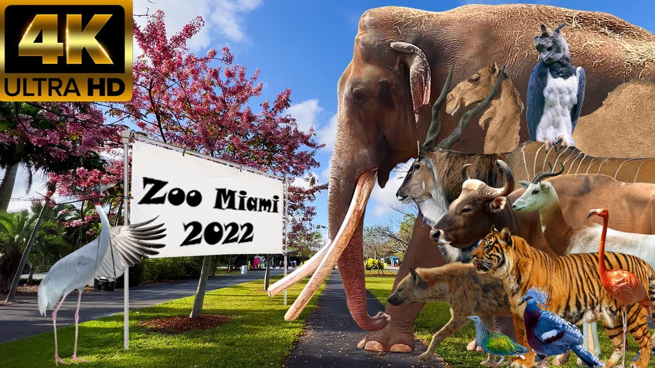 Zoo Miami 2022 (10th Anniversary Special)