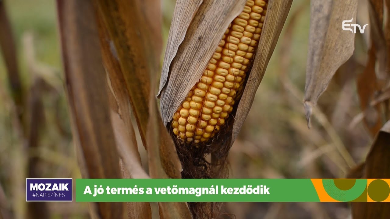 A jó termés a vetőmagnál kezdődik – Mozaik