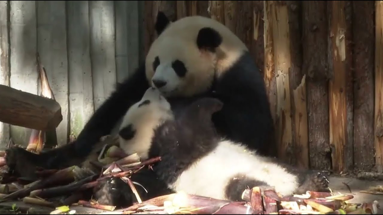 21/05/08直播录屏: 和花与园润 HeHua Stays With Yuan Run_ Live Recorded 💞 Happy Mother's Day!【大熊猫和花】