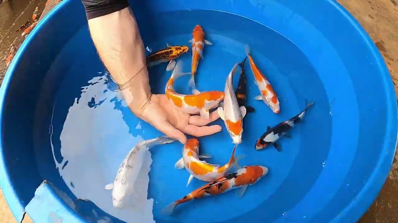 Como escolher sua carpa. Esse lote de nishikigois que escolheria para meu lago