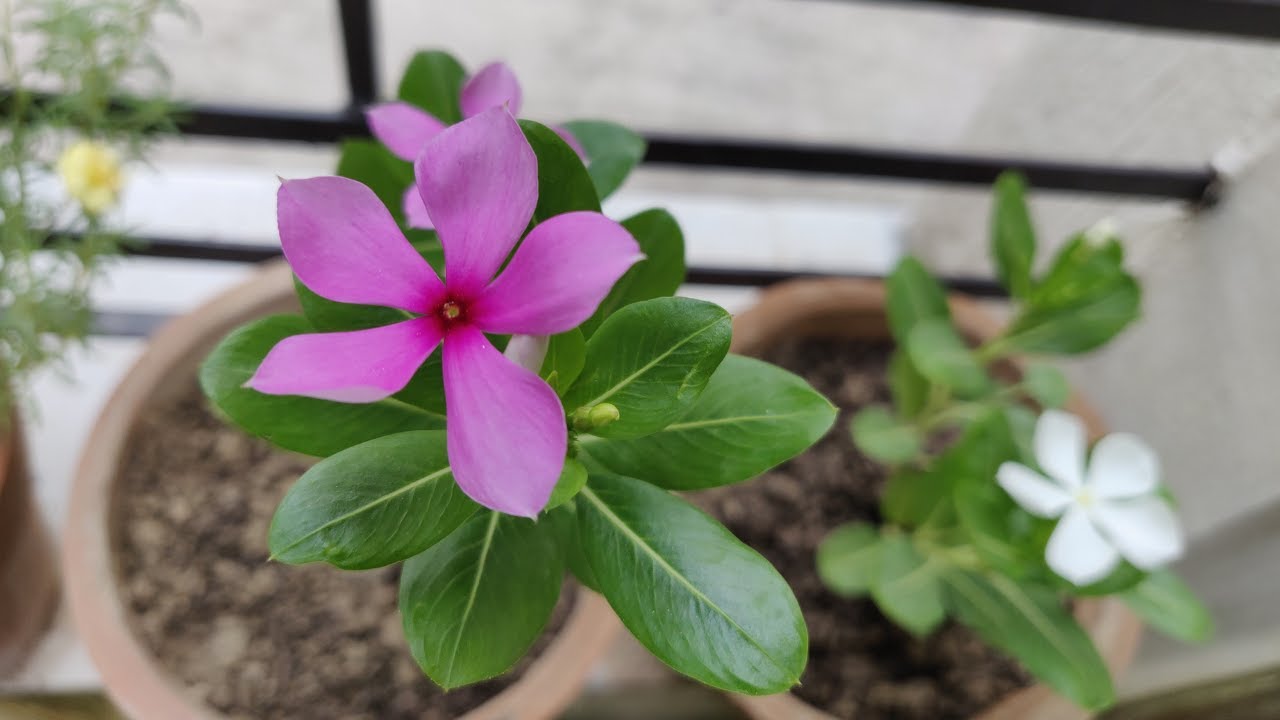 How To Grow & Care Vinca / Sadabahar / Periwinkle Plant in Pots - The Right Gardening