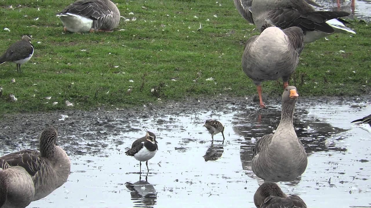 Snipe feeding amongst Greylags and Lapwings at North Cave Wetlands