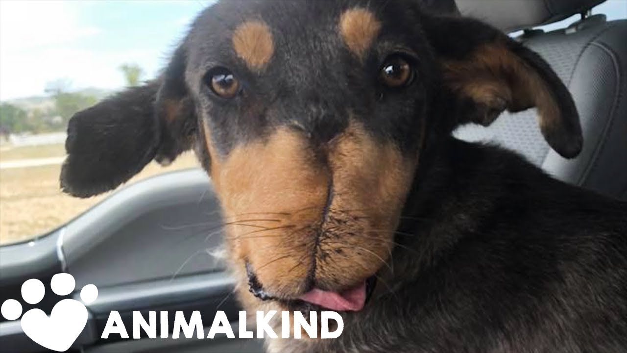 Dog with snout blown off making slow recovery | Animalkind