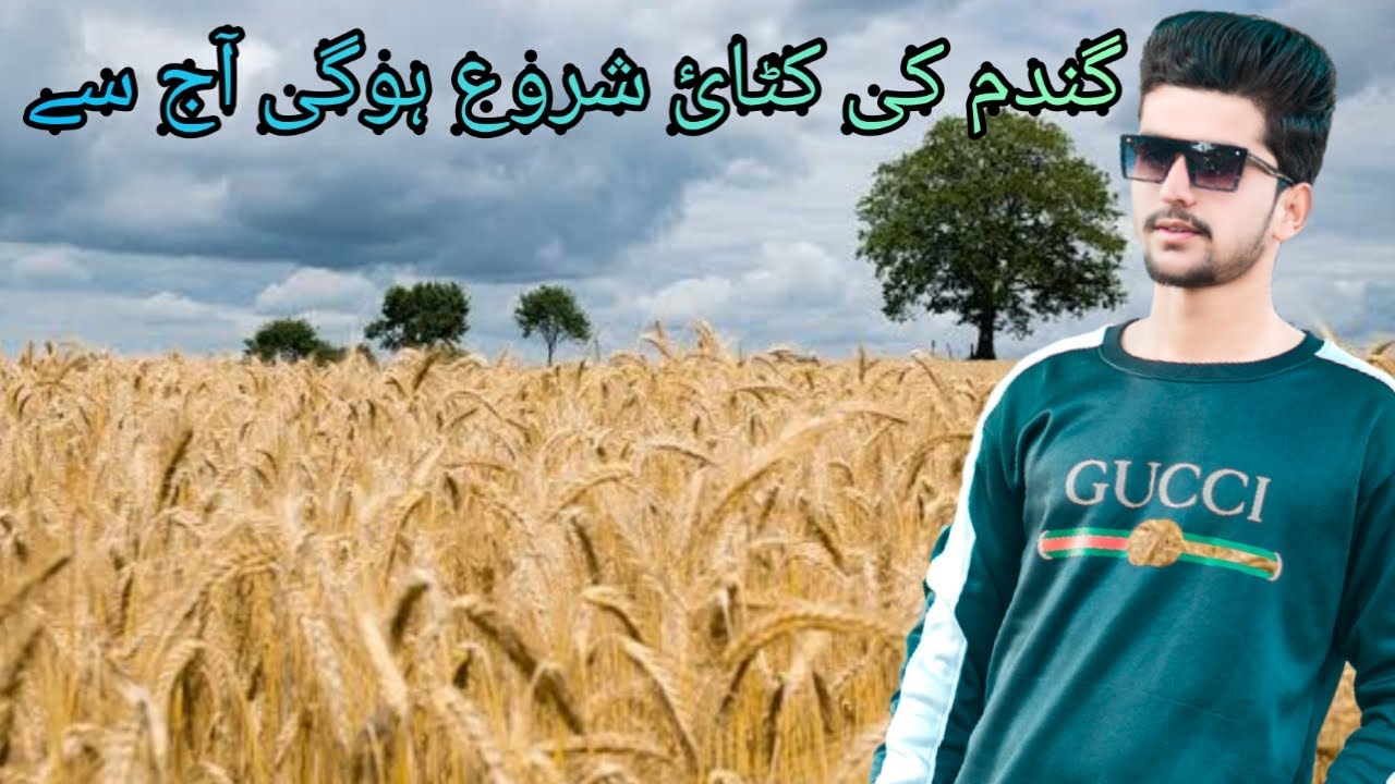 Gundam ki Katai || Cutting of Wheat Crop