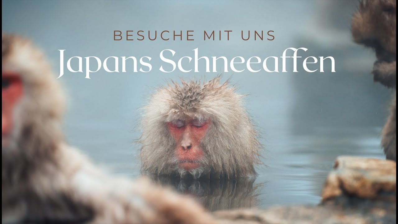 Besuch bei den Schneeaffen in Japan - MUST DO Tagestrip von Tokyo - deutsch