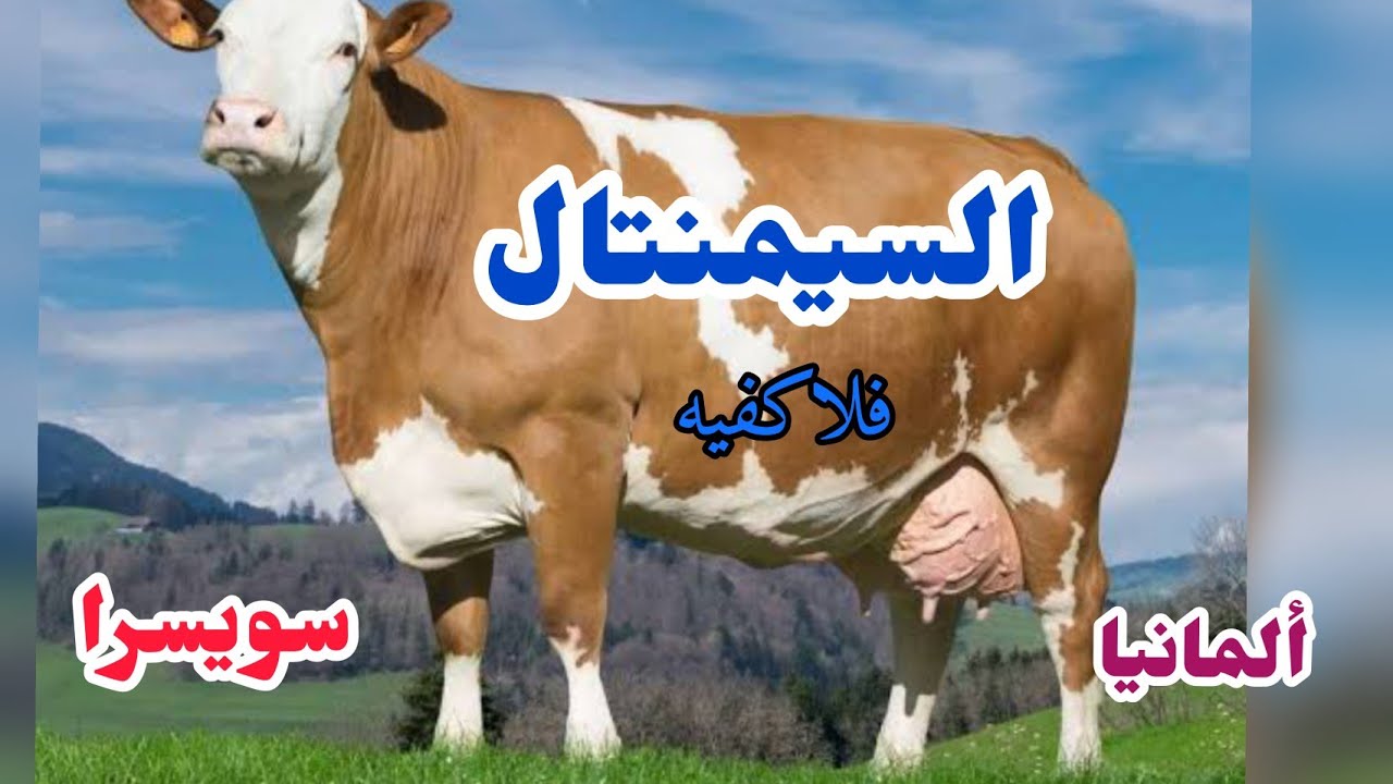أبقار السيمنتال الفلاكفيه عالية الإدرار والجوده ونجاحها في المناخ المصري 🇪🇬
