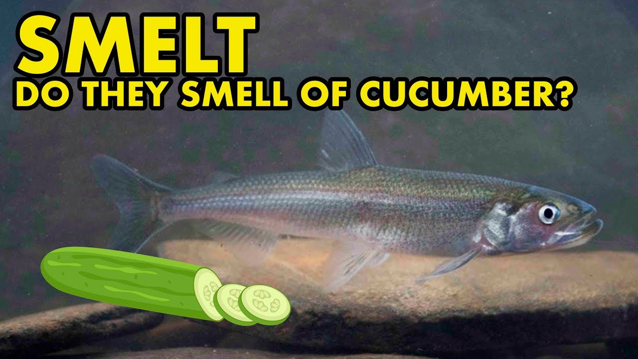 Do Smelt Really Smell of Cucumber? : FISH MYTHS UK